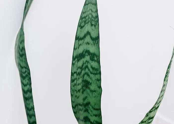 بيت ضيافة Rosario Townhouse (adults Only) 4*