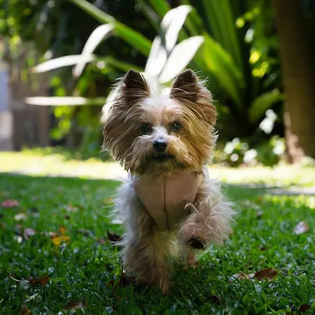 Affittacamere Rosário Townhouse Oporto